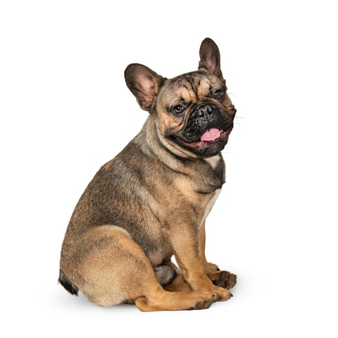 Happy French bulldog that received treatment and is now healthy
