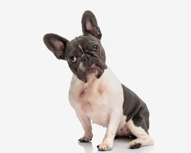 Vulnerable French bulldog showing signs of IVDD, looking up with alert expression